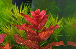 Lote 3 plantas acuáticas con colores  variados