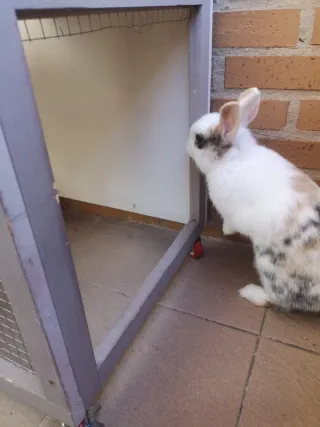 Jaula para conejos de dos niveles