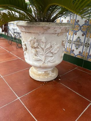 Palmera Cica en maceta grande