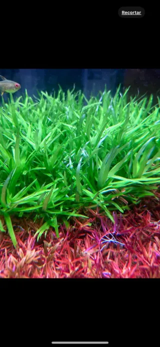 Lote 20 Plantas de acuarios Coloridas y variadas