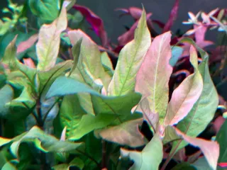 Lote 20 Plantas de acuarios Coloridas y variadas