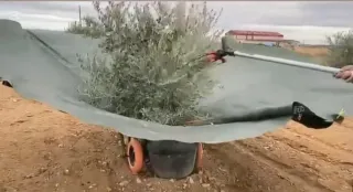 Paraguas recolector manual para olivas