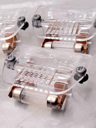 PRC1230A 5 x Tulipas matricula Mini clasico Rover