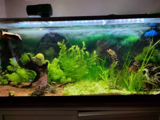 Plantas de acuario: Vallisneria, Cola de zorro