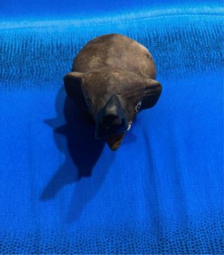 Elefante portafortuna in legno