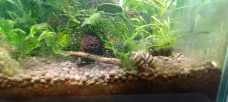 Porción de musgo de Java y REGALO.