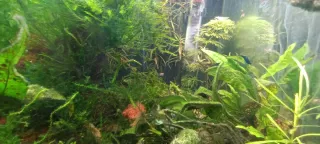 Porción de musgo de Java y REGALO.