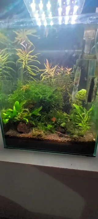 Porción de musgo de Java y REGALO.