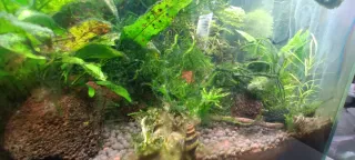 Porción de musgo de Java y REGALO.