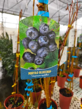 Planta Arándano Bluecrop