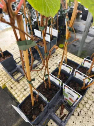 Planta de Kiwi
