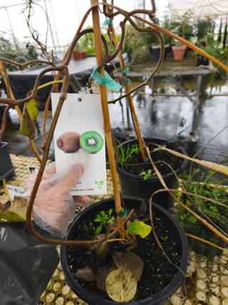 Planta de Kiwi