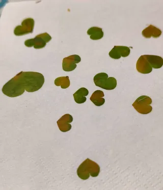 Pendientes Oxalis Corazón Hoja Natural