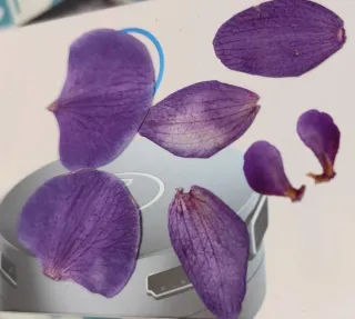 Pendientes Orquídeas Naturales y Pan de Oro