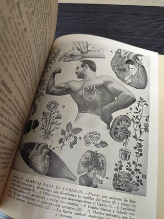 Plantas Medicinales Dr. Vander (1962) - Ed. Sintes