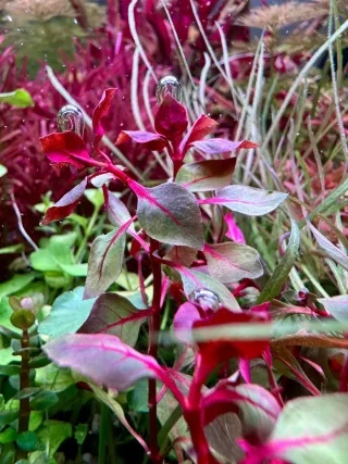 Lote 5 plantas de acuario coloridas y variadas