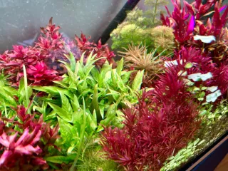 Lote 5 plantas de acuario coloridas y variadas
