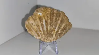 Fossile Bivalve Pectinidae (Conchiglia)