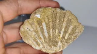 Fossile Bivalve Pectinidae (Conchiglia)