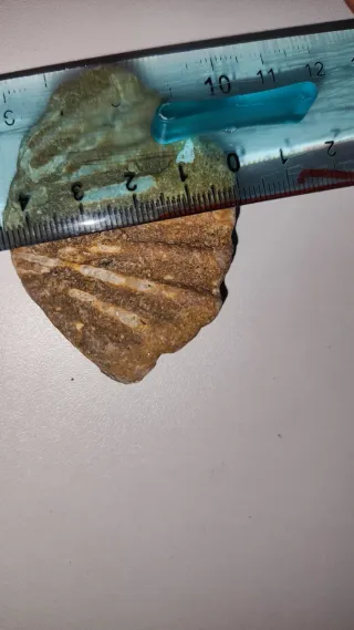 Fossile Bivalve Pectinidae (Conchiglia)