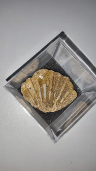 Fossile Bivalve Pectinidae (Conchiglia)