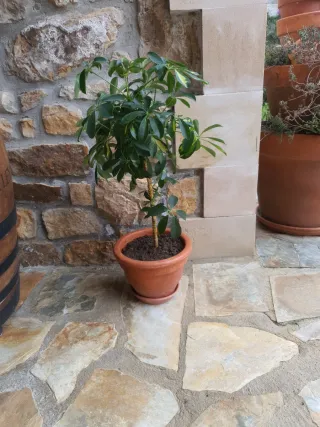 Planta Schefflera en maceta barro