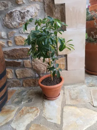 Planta Schefflera en maceta barro