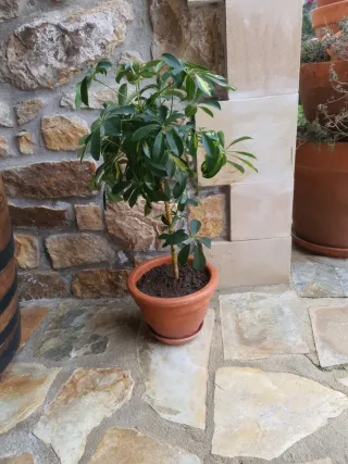 Planta Schefflera en maceta barro