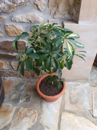Planta Schefflera en maceta barro