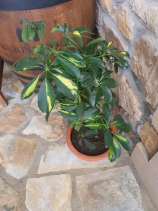 Planta Schefflera en maceta barro