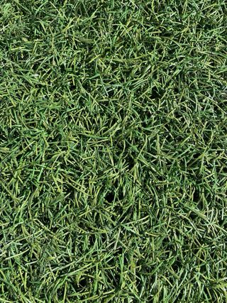 Cesped artificial