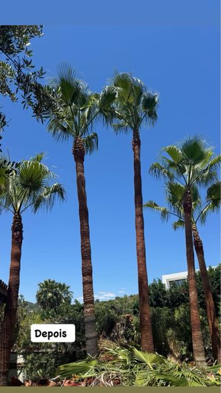 limpieza de palmeras