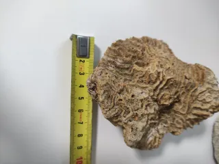 Fósiles Marinos Coleccionables