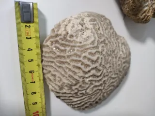 Fósiles Marinos Coleccionables