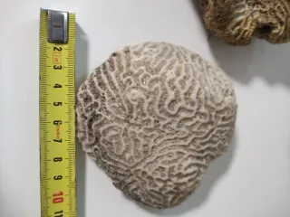 Fósiles Marinos Coleccionables