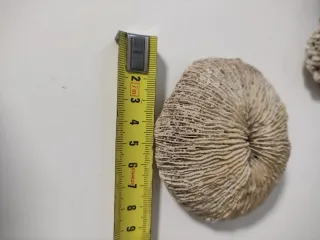 Fósiles Marinos Coleccionables