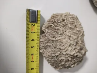 Fósiles Marinos Coleccionables