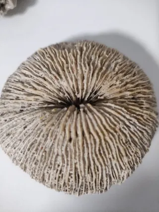 Fósiles Marinos Coleccionables