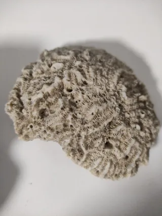 Fósiles Marinos Coleccionables