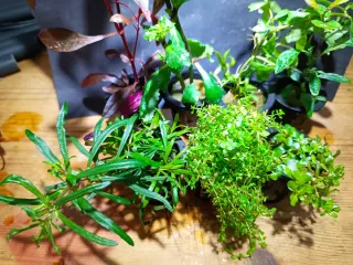 Pack 7 plantas de acuario