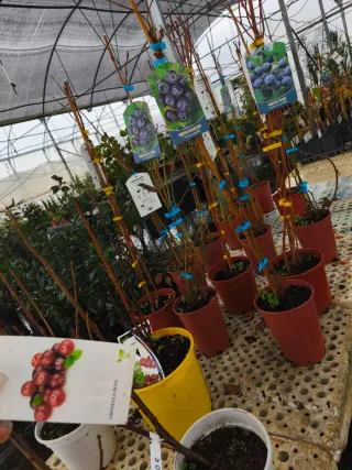 Arbustos de arándanos