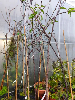 Almendros árboles enmacetados y enraizados