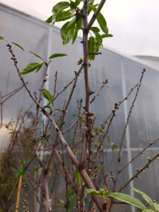 Almendros árboles enmacetados y enraizados