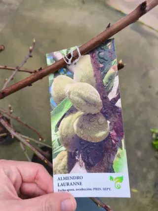 Almendros árboles enmacetados y enraizados