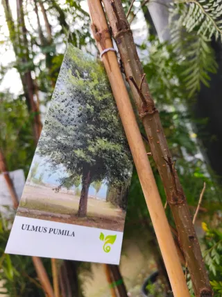 Olmo (Ulmuns pumila)