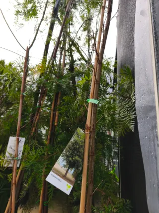 Olmo (Ulmuns pumila)