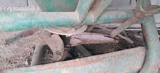 Abonadora centrífuga 500 Kgs.