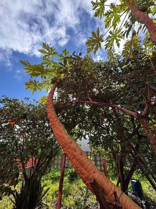 Chalet en venta en Santa María de Guía