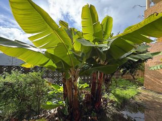 Chalet en venta en Santa María de Guía