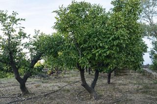 Chalet en venta en Pego